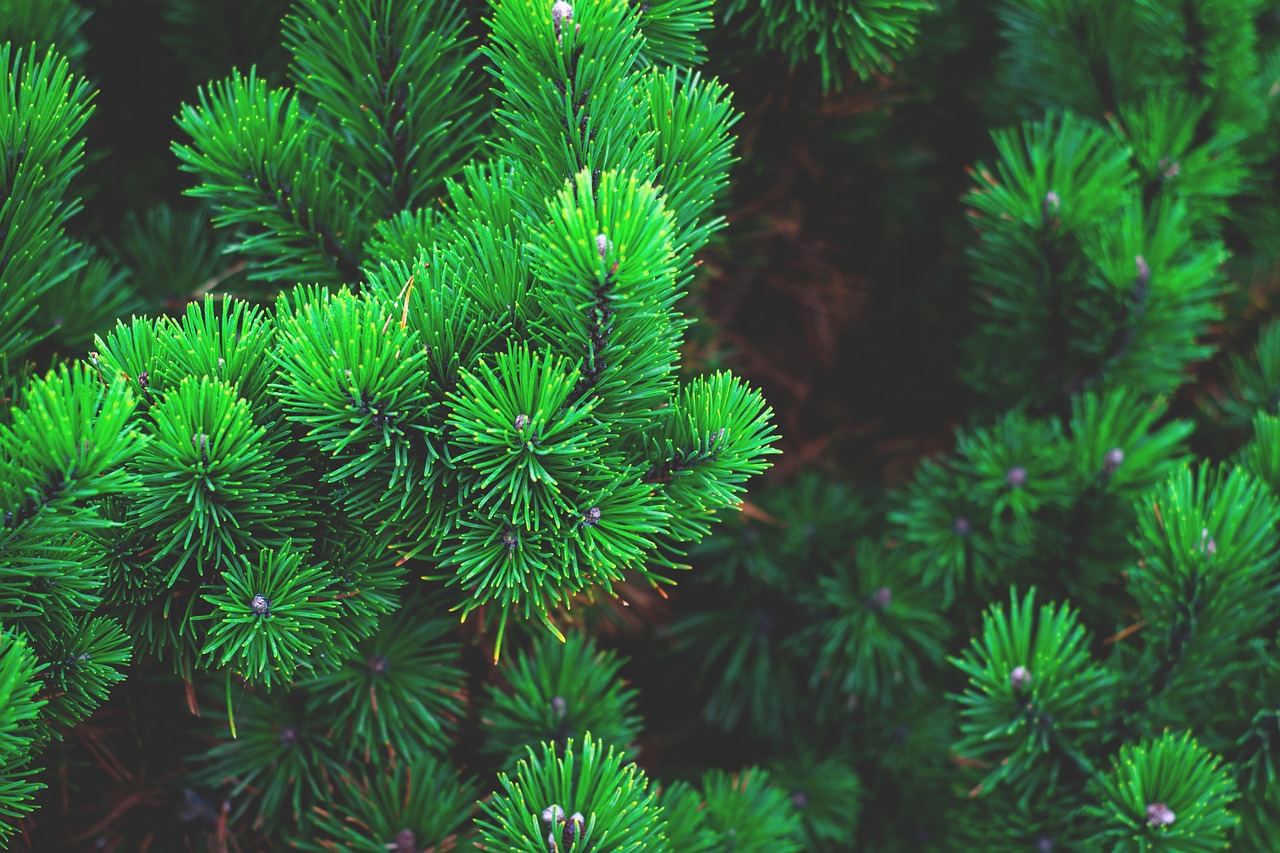 pine, plant, tree-1884335.jpg