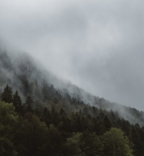 fog, forest, mountain-1850045.jpg